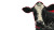 Patriotic Cow Vinyl Car Decal Sticker – Waterproof & UV-Resistant 2.72"