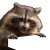 Aggressive Raccoon Vinyl Car Decal Sticker – Waterproof & UV-Resistant 3.4133333333333336"