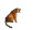 Tiger And Dragon V2 Vinyl Car Decal Sticker – Waterproof & UV-Resistant 2.72"
