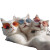 Stylish Cat Selfie V9 Vinyl Car Decal Sticker – Waterproof & UV-Resistant 6.826666666666667"