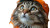 Halloween Cat V4 Vinyl Car Decal Sticker – Waterproof & UV-Resistant 2.72"