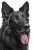 East German Shepherd Vinyl Car Decal Sticker – Waterproof & UV-Resistant 4.4