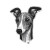 Whippet Greyhound Head Vinyl Car Decal Sticker – Waterproof & UV-Resistant 6.826666666666667"