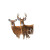 Whitetail Deer Painting V3 Vinyl Car Decal Sticker – Waterproof & UV-Resistant 6.826666666666667"
