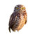 Burrowing Owl Close-Up Vinyl Car Decal Sticker – Waterproof & UV-Resistant 6.826666666666667"