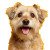 Happy Cute Dog V2 Vinyl Car Decal Sticker – Waterproof & UV-Resistant 3.4133333333333336"