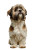 Lhasa Apso Portrait Vinyl Car Decal Sticker – Waterproof & UV-Resistant 4.373333333333333"