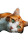 Cute Cat V108 Vinyl Car Decal Sticker – Waterproof & UV-Resistant 9.706666666666667"