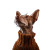 Cool Dog In Sweater Vinyl Car Decal Sticker – Waterproof & UV-Resistant 3.4133333333333336"