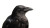 Giant Black Crow V3 Vinyl Car Decal Sticker – Waterproof & UV-Resistant 2.72"