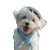 Sailor Pup Adventure Vinyl Car Decal Sticker – Waterproof & UV-Resistant 3.4133333333333336"