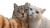 Cats At Cannes Vinyl Car Decal Sticker – Waterproof & UV-Resistant 2.72"