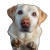 Begging Labrador Vinyl Car Decal Sticker – Waterproof & UV-Resistant 3.4133333333333336"