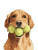 Golden Retriever Illustration V3 Vinyl Car Decal Sticker – Waterproof & UV-Resistant 8.213333333333333"