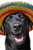 Smiling Labrador In Sombrero Vinyl Car Decal Sticker – Waterproof & UV-Resistant 8.96"