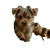 Magical Puppy Parade Vinyl Car Decal Sticker – Waterproof & UV-Resistant 6.826666666666667"