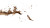 Termite Infestation Vinyl Car Decal Sticker – Waterproof & UV-Resistant 2.72"