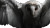 Gothic White Barn Owl Vinyl Car Decal Sticker – Waterproof & UV-Resistant 5.4