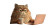 Ginger Cat Typing Vinyl Car Decal Sticker – Waterproof & UV-Resistant 5.4