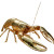 Dancing Crayfish Vinyl Car Decal Sticker – Waterproof & UV-Resistant 3.4133333333333336"