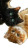 Playful Feline Friends Vinyl Car Decal Sticker – Waterproof & UV-Resistant 4.8533333333333335"