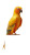 Yellow Parrot Render Vinyl Car Decal Sticker – Waterproof & UV-Resistant 9.706666666666667"