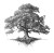 Oak Tree Drawing V2 Vinyl Car Decal Sticker – Waterproof & UV-Resistant 3.4133333333333336"