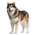 Alaskan Malamute Profile V2 Vinyl Car Decal Sticker – Waterproof & UV-Resistant 3.4133333333333336"