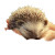 Baby Hedgehog Curled Vinyl Car Decal Sticker – Waterproof & UV-Resistant 3.4133333333333336"