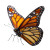 Monarch Butterfly Flight V5 Vinyl Car Decal Sticker – Waterproof & UV-Resistant 6.826666666666667"
