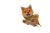 Marutaro Vinyl Car Decal Sticker – Waterproof & UV-Resistant 2.986666666666667"