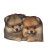Pomeranian Puppies Vinyl Car Decal Sticker – Waterproof & UV-Resistant 3.4133333333333336"