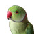 Green Ringneck Parrot Vinyl Car Decal Sticker – Waterproof & UV-Resistant 3.4133333333333336"