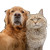 Cat And Dog Selfie V5 Vinyl Car Decal Sticker – Waterproof & UV-Resistant 3.4133333333333336"
