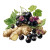 Ginger Root Composition Vinyl Car Decal Sticker – Waterproof & UV-Resistant 3.4133333333333336"