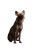 Heroic Hyena Vinyl Car Decal Sticker – Waterproof & UV-Resistant 4.0"