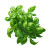 Basil Illustration Vinyl Car Decal Sticker – Waterproof & UV-Resistant 6.826666666666667"