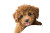 Poodle Puppy Portrait Vinyl Car Decal Sticker – Waterproof & UV-Resistant 2.986666666666667"