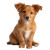 Red Puppy Sitting Vinyl Car Decal Sticker – Waterproof & UV-Resistant 3.4133333333333336"