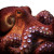 Octopus V7 Vinyl Car Decal Sticker – Waterproof & UV-Resistant 3.4133333333333336"