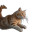 Flying Cat Silhouette Vinyl Car Decal Sticker – Waterproof & UV-Resistant 3.4133333333333336"