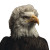 Bald Eagle Wig Vinyl Car Decal Sticker – Waterproof & UV-Resistant 3.4133333333333336"