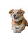 Caring Veterinarian Visit Vinyl Car Decal Sticker – Waterproof & UV-Resistant 4.0"