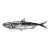 Ink Painted Sardine Vinyl Car Decal Sticker – Waterproof & UV-Resistant 6.826666666666667"