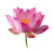 Pink Lotus Flower V4 Vinyl Car Decal Sticker – Waterproof & UV-Resistant 3.4133333333333336"