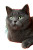 British Cat V2 Vinyl Car Decal Sticker – Waterproof & UV-Resistant 4.4