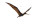 Soaring Pterodactyl V2 Vinyl Car Decal Sticker – Waterproof & UV-Resistant 2.72"