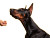 Stylish Doberman Jumping Vinyl Car Decal Sticker – Waterproof & UV-Resistant 6.1866666666666665"