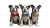 Cheerful Boston Terriers Vinyl Car Decal Sticker – Waterproof & UV-Resistant 2.72"