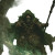 Angry Halfling Druid Vinyl Car Decal Sticker – Waterproof & UV-Resistant 3.4133333333333336"